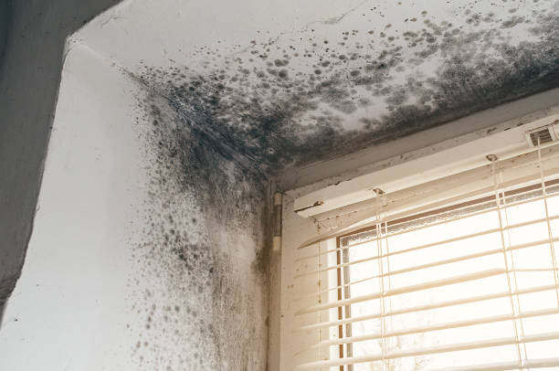 Affordable Mold Cleanup solutions in Bloomington, MD